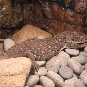 savannah or Bosc's monitor (Varanus exanthematicus)