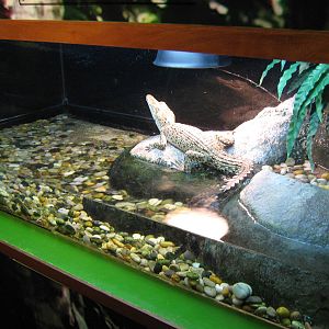 baby saltwater crocodile (Crocodylus porosus)