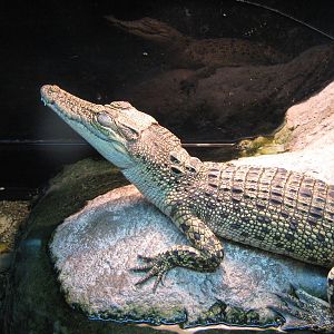 baby saltwater crocodile (Crocodylus porosus)