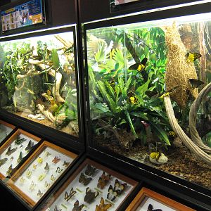 mounted insect displays