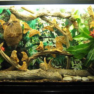 mounted insect displays