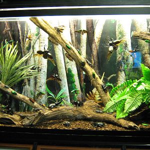 mounted insect displays