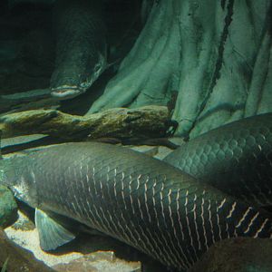 arapaima