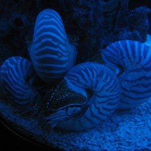 more Nautilus