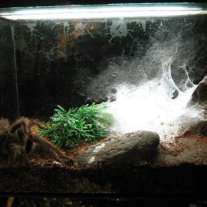 tarantula tank