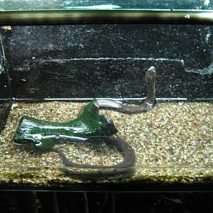 dog-faced water snake (Cerberus rynchops)