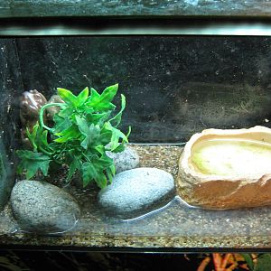 tank for White's tree frogs (Litoria caerulea)
