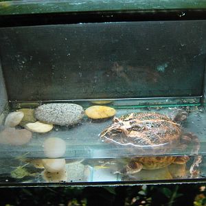 horned frog (Ceratophrys ornata)