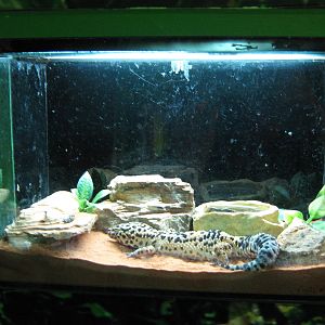 leopard gecko (Eublepharus macularius)