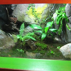 tank for poison arrow frogs