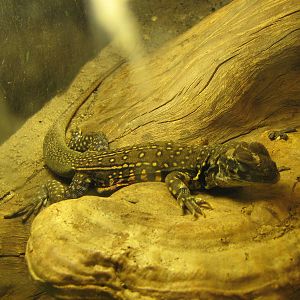 common butterfly lizard (Leiolepis belliana)