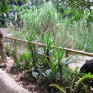 Dinosaur Descendants - Ostrich