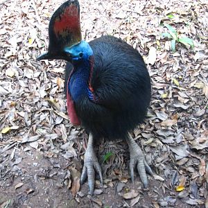 Dinosaur Descendants - Southern Cassowary