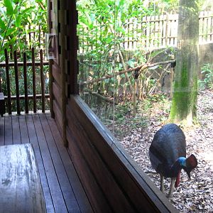 Dinosaur Descendants - Southern Cassowary