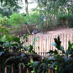 Dinosaur Descendants - Greater Rhea