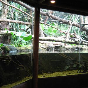 viewing area for one of the proboscis monkey enclosures