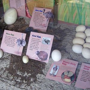 Dinosaur Descendants - Interpretive