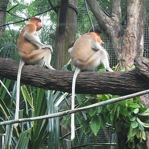 proboscis monkeys