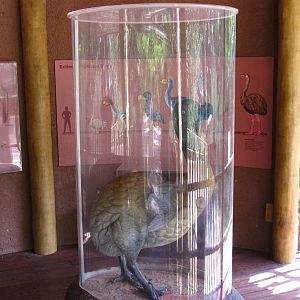 Dinosaur Descendants - Dodo