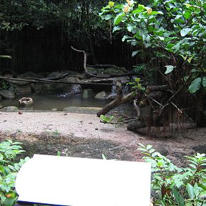 part of the small-clawed otter enclosure