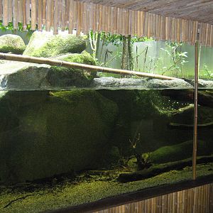 part of the small-clawed otter enclosure