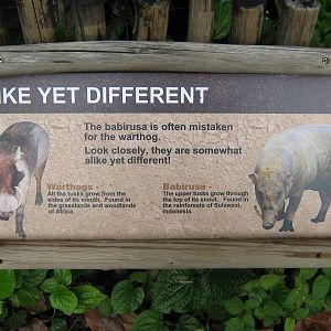 signage by the babirusa pen