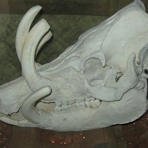 babirusa skull