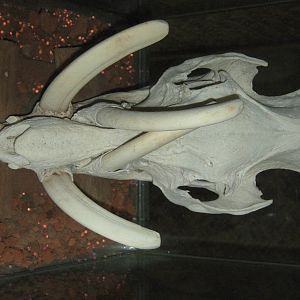 babirusa skull