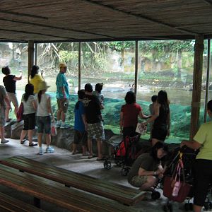 viewing window for the pigmy hippos