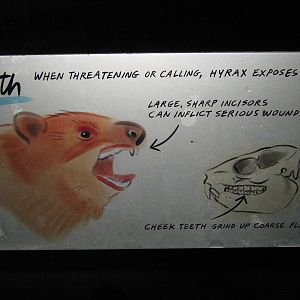 hyrax signage