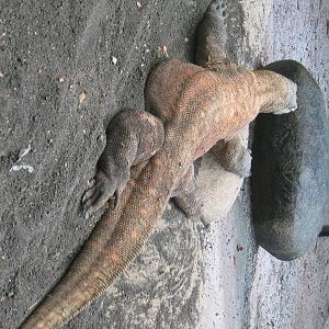 Komodo dragon