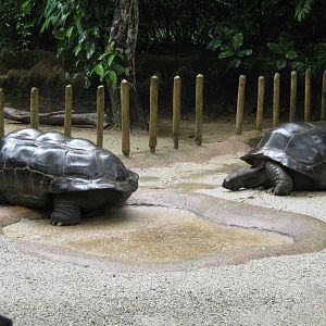giant tortoises