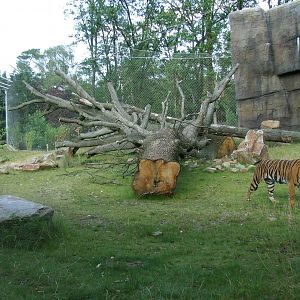 Sumatran Tiger exhibit photos, Burgers Rimba