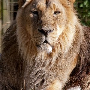Asiatic Lion