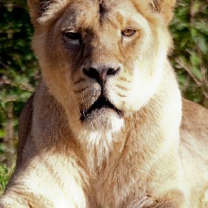 Asiatic Lion