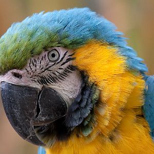 Blue and Gold Macaw