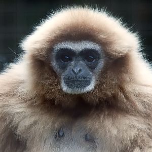 White Handed Gibbon