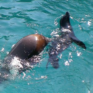 Sealions before the show