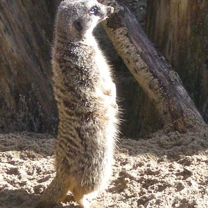 Lively meerkat