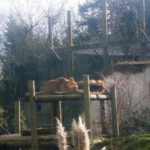 Sleeping lions...