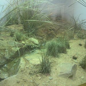 Adelaide Bluetongue Lizard enclosure