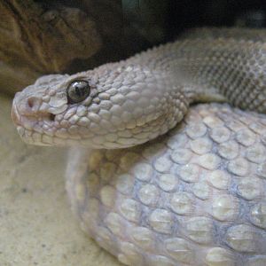 Aruba Island Rattlesnake