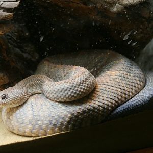 Aruba Island Rattlesnake