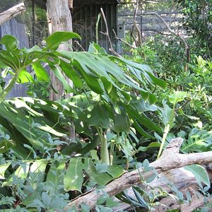 Interior of an Aviary