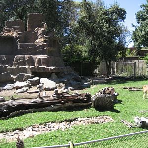 Barbary Sheep enclosure
