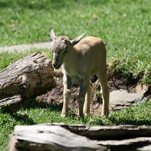 Barbary Sheep lamb