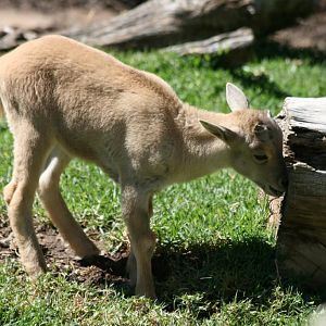 Barbary Sheep lamb