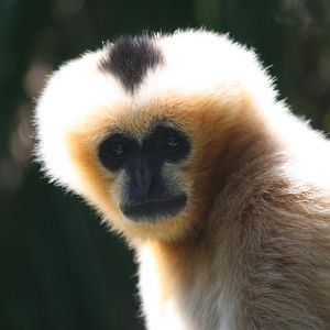Black Gibbon female