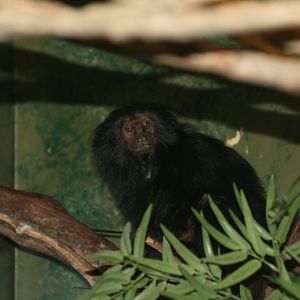 Black Lion Tamarin