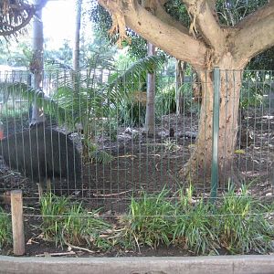 Cassowary and enclosure